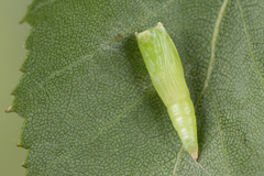 Cyclophora albipunctata