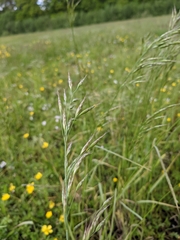 Bromus racemosus