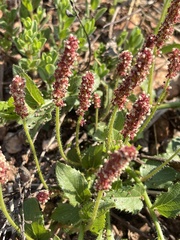 Acalypha caperonioides caperonioides
