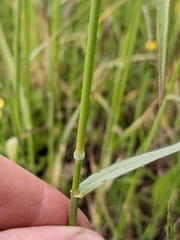 Bromus racemosus