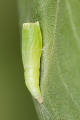 Cyclophora albipunctata