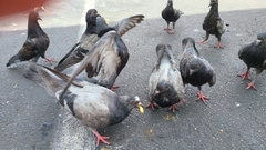 Columba livia domestica