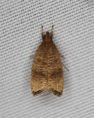 Psilocorsis cryptolechiella