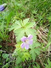 Geranium