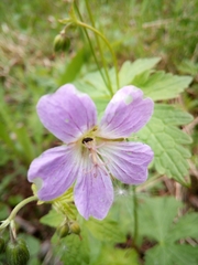 Geranium