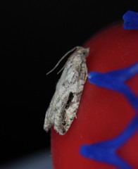 Proteoteras crescentana