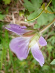 Geranium