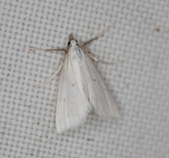 Leptosteges vestaliella