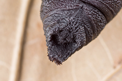 Endromis versicolora