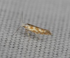 Argyresthia freyella