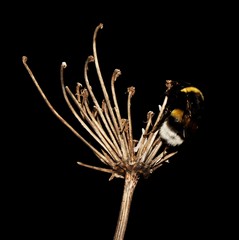 Bombus terrestris dalmatinus