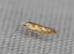 Argyresthia freyella