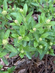 Ceanothus herbaceus