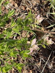 Syncolostemon persimilis