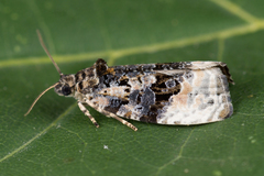 Apotomis betuletana