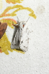 Acronicta vulpina