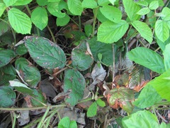 Rubus hirtus