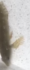 Hexagrammos otakii