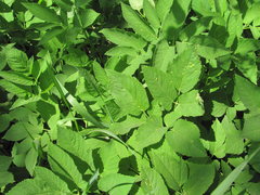 Aegopodium podagraria