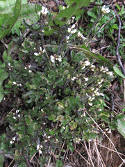 Cardamine glacialis