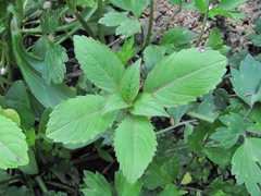 Impatiens glandulifera