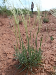 Scleropogon brevifolius