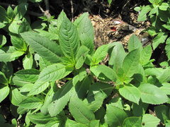 Impatiens glandulifera