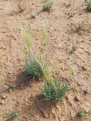 Scleropogon brevifolius