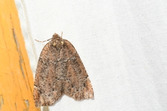 Spodolepis substriataria