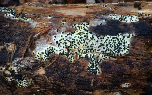 Sphaeria subiculata image