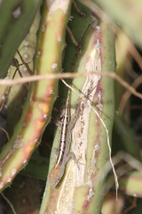 Anolis sagrei