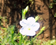 Linum usitatissimum