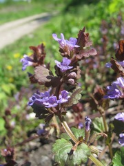 Glechoma hederacea