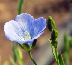 Linum usitatissimum