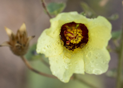 Hibiscus engleri