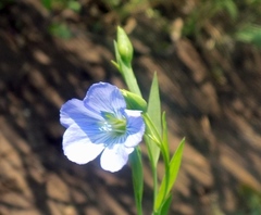 Linum usitatissimum