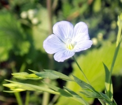 Linum usitatissimum