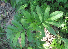 Sambucus ebulus
