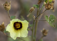 Hibiscus engleri