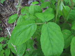 Rubus hirtus