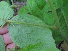 Rubus hirtus