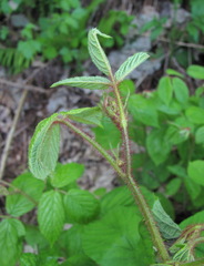 Rubus hirtus