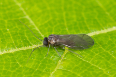Peripsocus