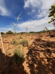 Scleropogon brevifolius
