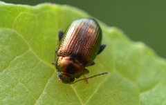 Crepidodera aurea