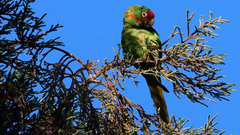 Psittacara mitratus