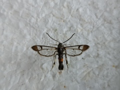 Synanthedon formicaeformis