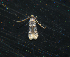 Stenoptinea auriferella