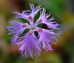 Dianthus hoeltzeri
