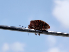 Solenosthedium rubropunctatum